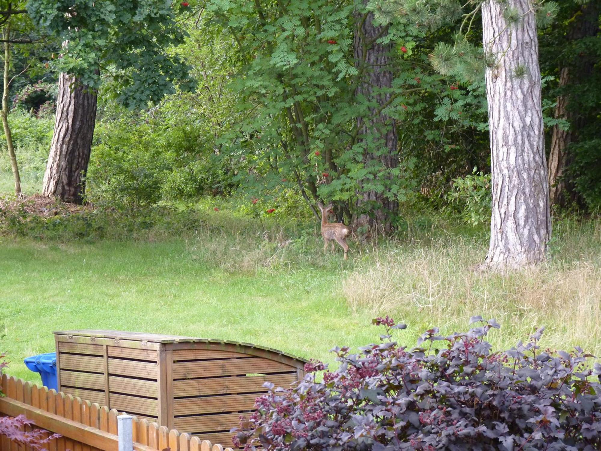 Ferienwohnung Im Wald Mit Kamin Bad Harzburg Exterior photo